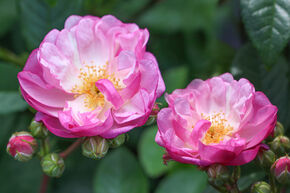 Rosier 'Lavender Siluetta�'
