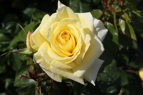 Rosier 'Limona�'