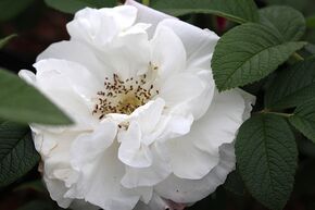 Rosier 'Louise Bugnet'