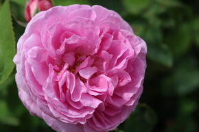 Rosier 'Louise Odier'