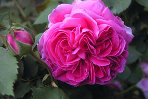 Rosier 'Madame Isaac Pereire'