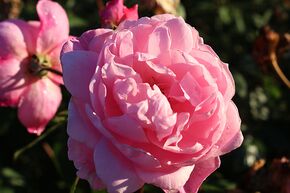 Rosier 'Mary Delany�'