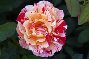Rosier Maurice Utrillo�