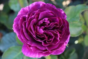 Rosier 'Minerva�'
