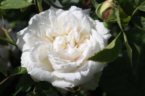 Rosier 'Madame Alfred Carri�re'