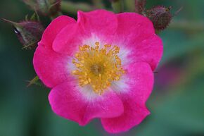 Rosier arbustif 'Mozart'