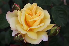 Rosier 'Nadia Zerouali'