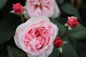 Rosier 'Nah�ma�'