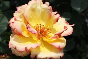 Rosier 'Parure d'Or�'