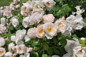 Rosier 'Pear'