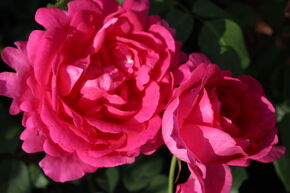 Rosier 'Pink Cloud'