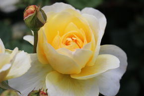 Rosier tige 'Poet's Wife'