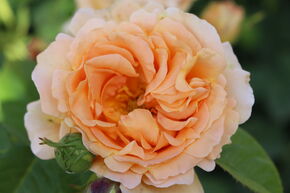 Rosier 'Polka 91�'