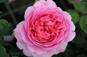 Rosier Princesse Alexandra de Kent�