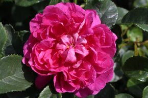 Rosier 'Princess Anne�'