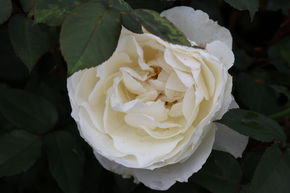 Rosier 'Princesse Astrid de Belgique�'
