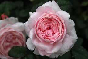 Rosier anglaise 'Queen of Sweden�'