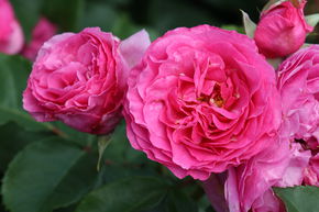 Rosier 'Rene� van Wegberg�'