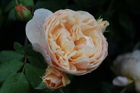 Rosier 'Roald Dahl�'