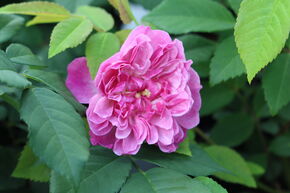Rosier 'Romantic Siluetta�'