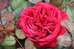 Rosier 'Rose de 4 Vents�'