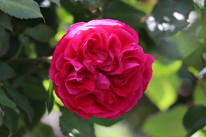 Rosier tige 'Rouge Meilove�'