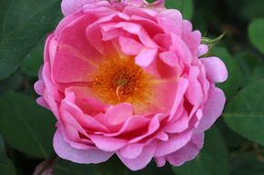 Rosier 'Royal Jubilee�'