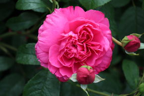 Rosier Saint-Exup�ry�