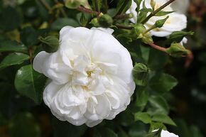 Rosier 'Sander's White Rambler�'