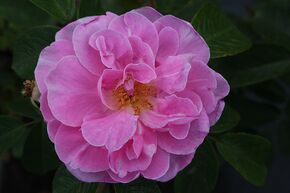 Rosier 'Sarah van Fleet'