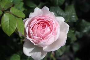 Rosier 'Scepter'd Isle�'