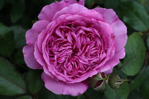 Rose Sense of Love� 'Adore Aroma'