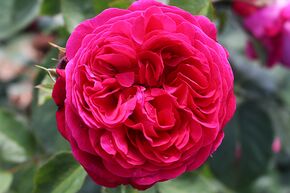 Rose Sense of Love� 'Andr� Rieu'