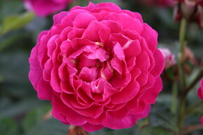 Rose Sense of Love� 'Pure Aroma'