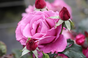 Rosier Shocking Blue�