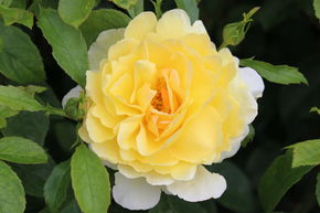 Rosier Soleil Vertical�