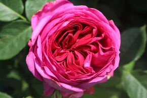 Rosier 'Sophie Luise'