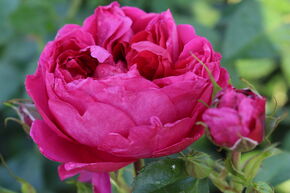 Rosier 'Soul�'