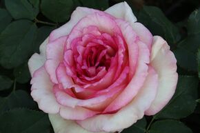 Rosier 'Souvenir de Baden-Baden�'