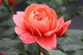 Rosier 'Summer Song�'