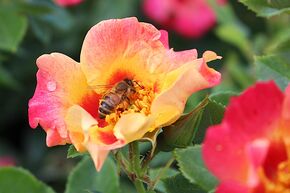 Rosier 'Sunshine Babylon'