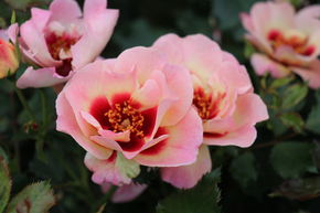 Rosier 'Sweet Babylon Eyes�'
