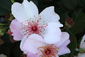 Rosier 'Sweet Pretty�'