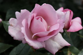 Rosier 'Synactif by Shiseido�'