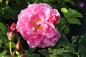 Rosier 'Th�r�se Bugnet'