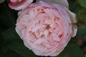 Rosier 'The Mill on the Floss'