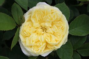 Rosier The Pilgrim�