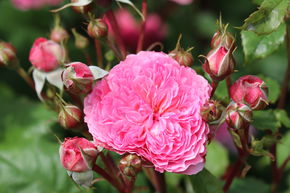 Rosier 'Theo Clevers�'