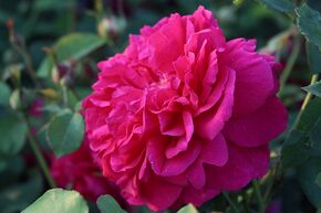 Rosier � tige 'Thomas � Becket'�
