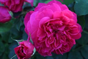 Rosier anglais 'Thomas � Becket�'